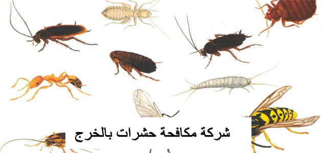 شركة مكافحة حشرات بالخرج