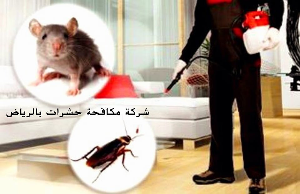 مكافحة حشرات شمال الرياض